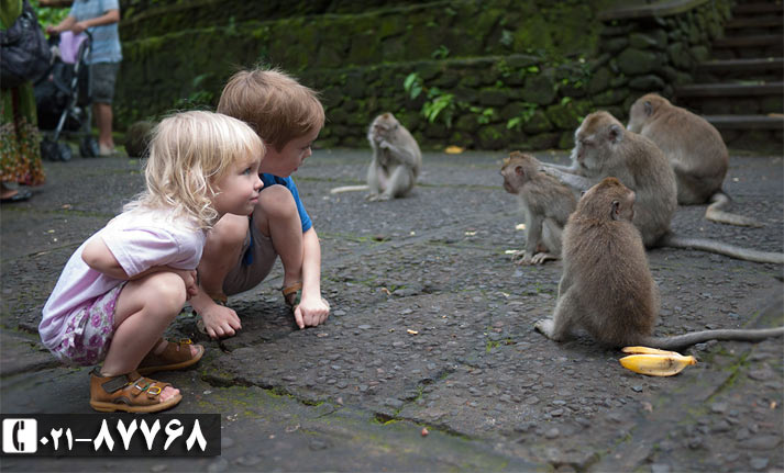 پارک جنگلی میمون ها جزیره بالی | پارک جنگلی بالی | تور بالی | بالی