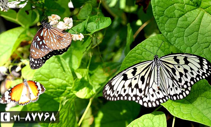 تفریحات پنانگ|مزرعه پروانه های پنانگ|